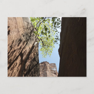 Carte Postale Arbre qui pousse entre les rochers dans le parc na