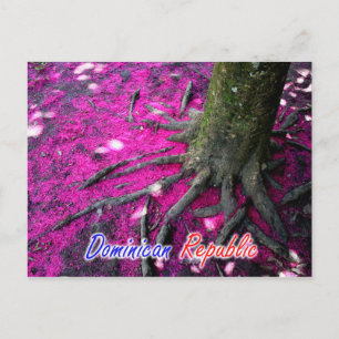 Carte Postale Arbre République Dominicaine