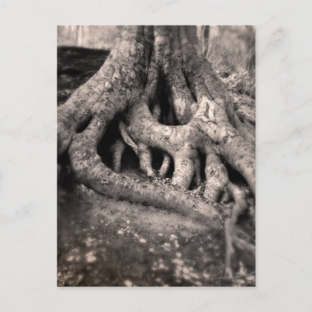 Carte postale Arbre Roots (Devant)