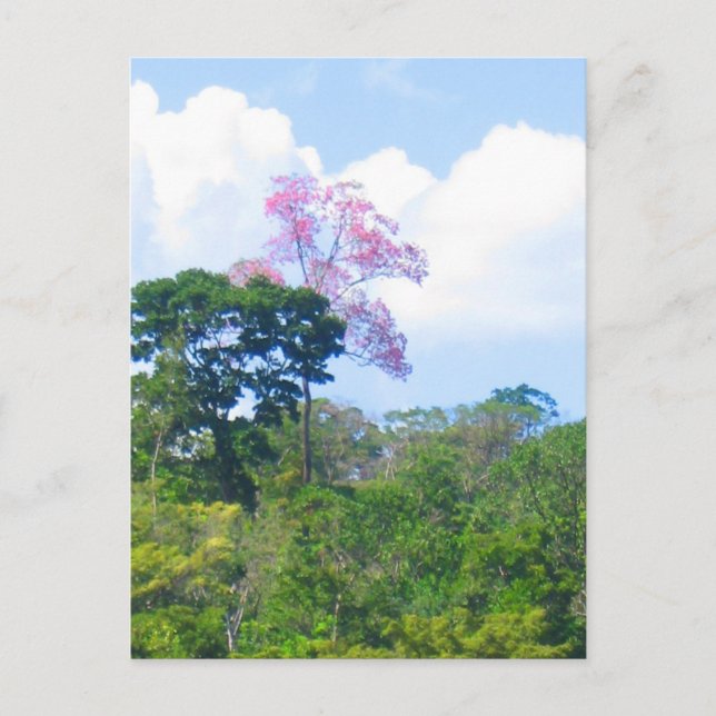 Carte Postale Arbre rose Venezuela Jungle Paysage (Devant)