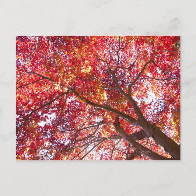 Carte Postale Arbre rouge (Devant)