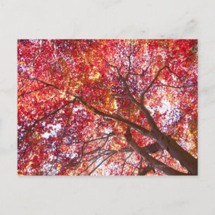 Carte Postale Arbre rouge