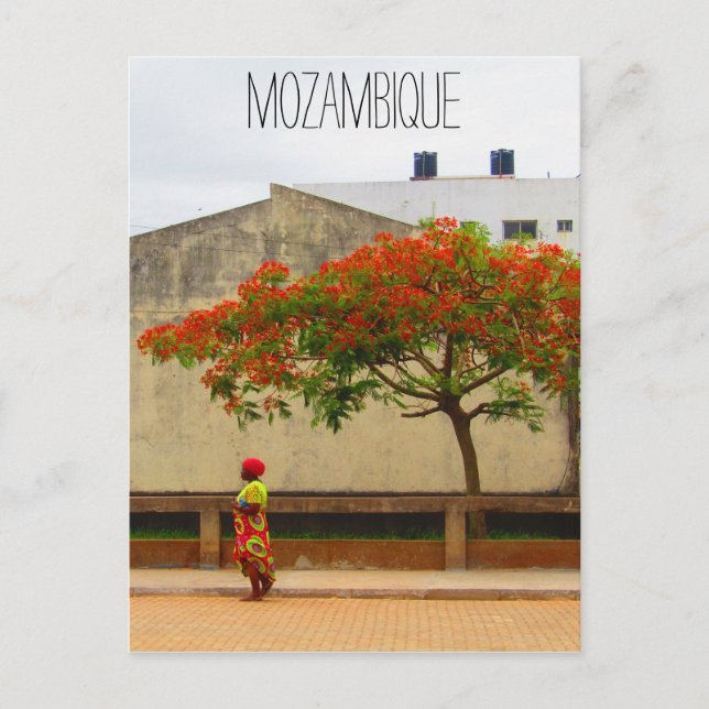 Carte Postale arbre rouge mozambique (Devant)