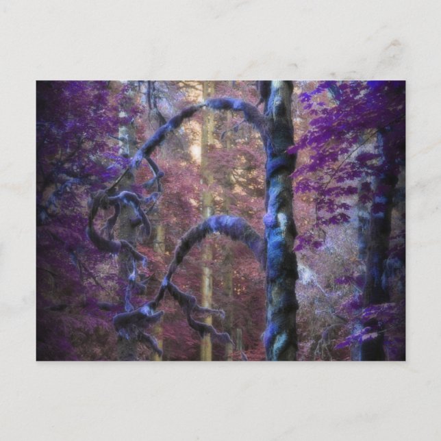 Carte Postale Arbre sacré (Devant)