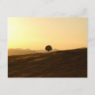 Carte Postale Arbre solitaire