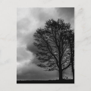Carte Postale Arbre solitaire