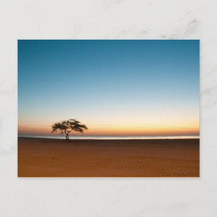 Carte Postale Arbre solitaire au lever du soleil au Koweït