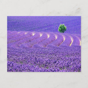 Carte Postale Arbre solitaire dans le champ de lavande, France