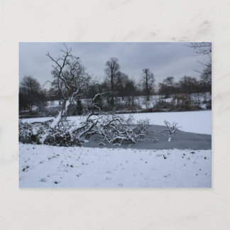 Carte Postale Arbre suspendu dans l'eau en hiver