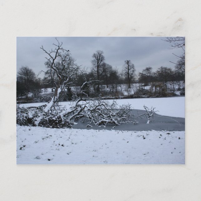 Carte Postale Arbre suspendu dans l'eau en hiver (Devant)