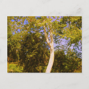 Carte Postale Arbre sycamore