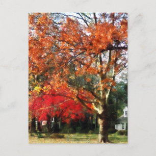 Carte Postale Arbre Sycamore d'automne