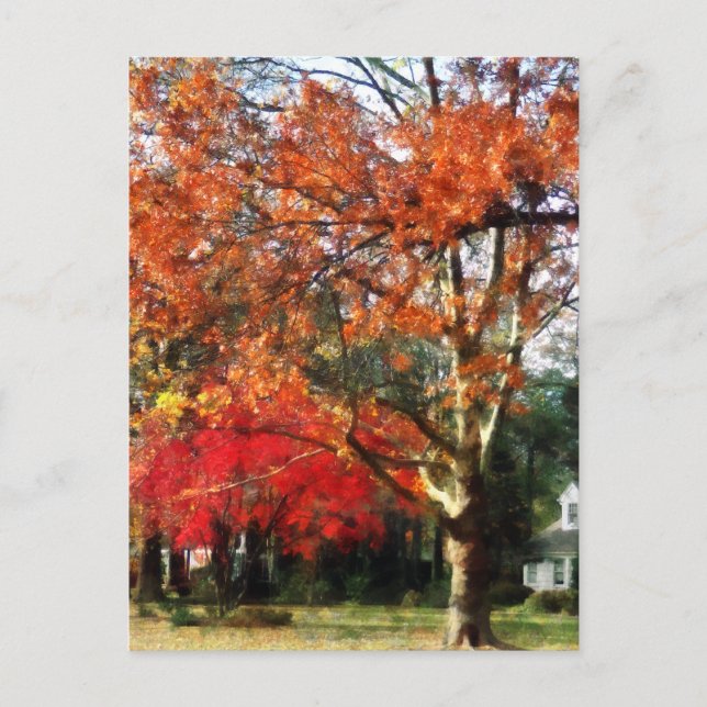 Carte Postale Arbre Sycamore d'automne (Devant)