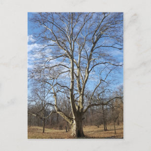 Carte Postale Arbre sycamore d'hiver