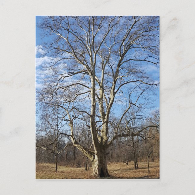 Carte Postale Arbre sycamore d'hiver (Devant)