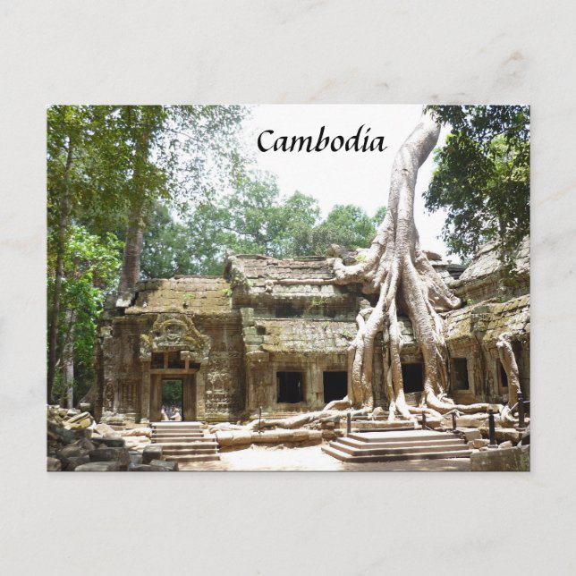 Carte Postale arbre ta prohm (Devant)