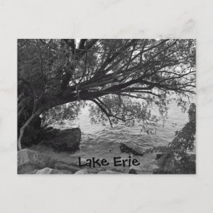 Carte Postale Arbre tombé sur le lac Érié