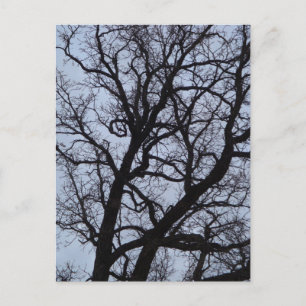 Carte Postale Arbre vampire