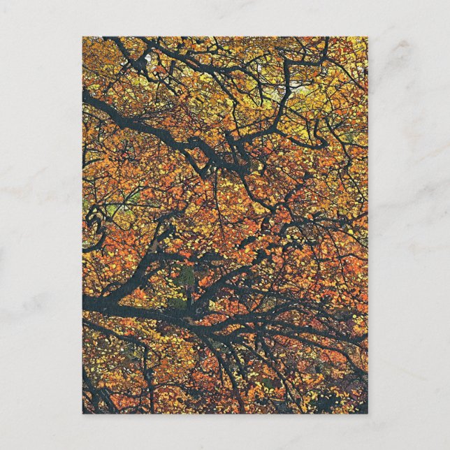 CARTE POSTALE ARBRES (Devant)