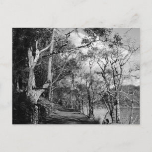 CARTE POSTALE ARBRES