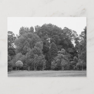 Carte Postale Arbres à Bute Park, Cardiff - BW