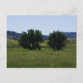 Carte Postale Arbres à Cotons