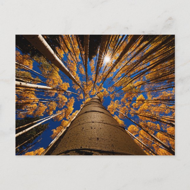 Carte Postale Arbres à Flagstaff, Arizona (San Francisco Peaks) (Devant)