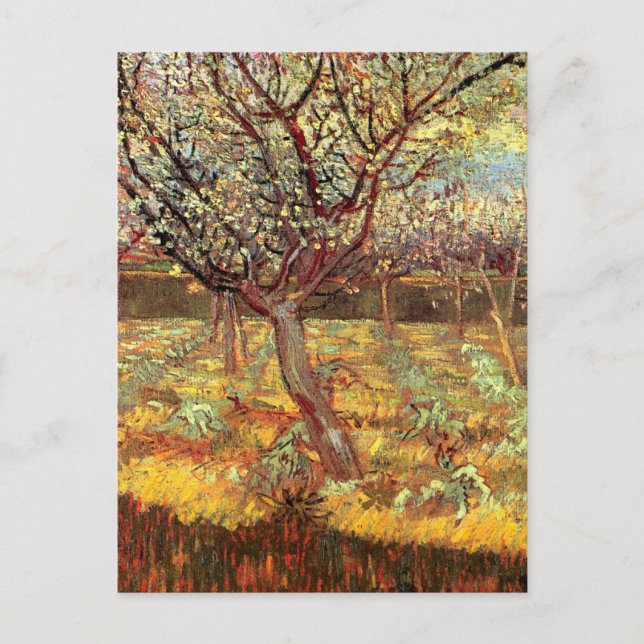 Carte Postale Arbres abricot en fleurs par Vincent van Gogh (Devant)