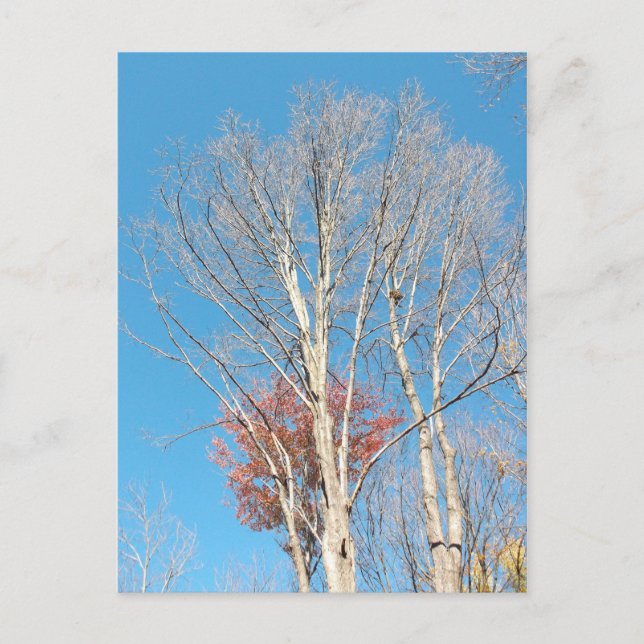 Carte Postale Arbres arren (Devant)