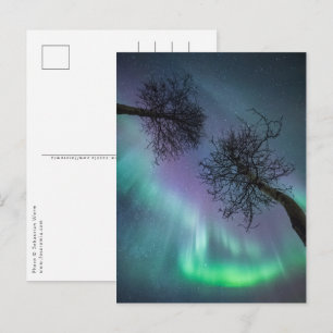 Carte Postale Arbres aurifères du Nord