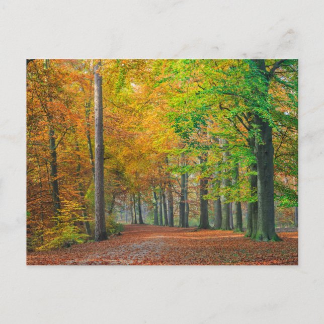 Carte Postale Arbres avec feuillage d'automne dans une forêt (Devant)