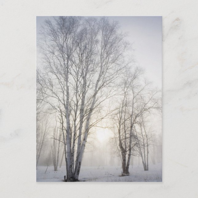 Carte Postale Arbres blancs en un jour de neige (Devant)