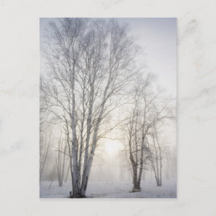 Carte Postale Arbres blancs en un jour de neige