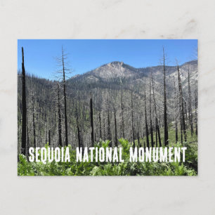 Carte Postale Arbres brûlés dans la forêt nationale de Sequoia