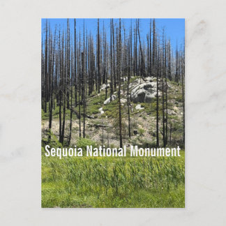 Carte Postale Arbres brûlés dans le monument national de Sequoia