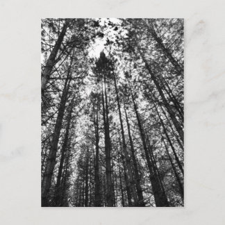 Carte Postale Arbres convergents