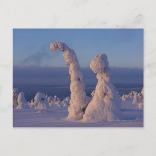 Carte Postale Arbres couverts de neige à Lappland