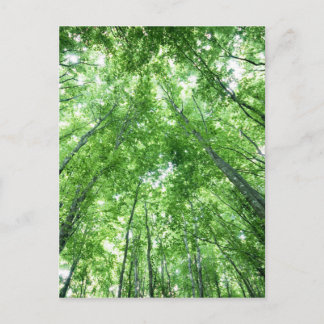 Carte Postale Arbres dans une forêt de la vue inférieure