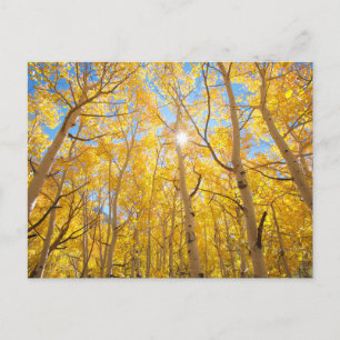 Carte Postale Arbres d'Aspen   Sierra Nevada Mountains, CA