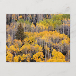 Carte Postale Arbres d'Aspen   White River National Forest