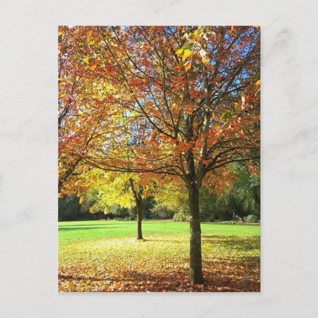 Carte Postale Arbres d'automne colorés (Devant)