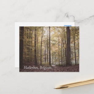 Carte Postale Arbres d'automne, Hallerbos, Belgique