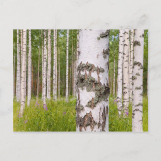 Carte Postale arbres de bouleau dans les forêts finlandaises