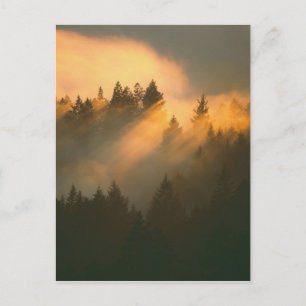 Carte Postale Arbres de séquoia dans le brouillard côtier, comté