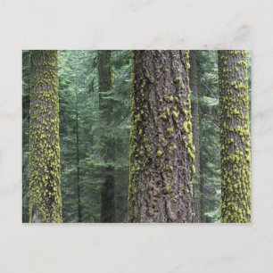 Carte Postale arbres de Séquoia géants dans la forêt, Séquoia et