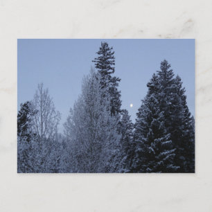 Carte Postale Arbres d'hiver à Dawn Montana Paysage