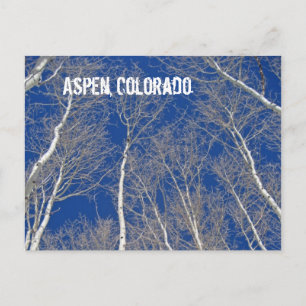 Carte Postale Arbres d'hiver en Aspen, Colorado