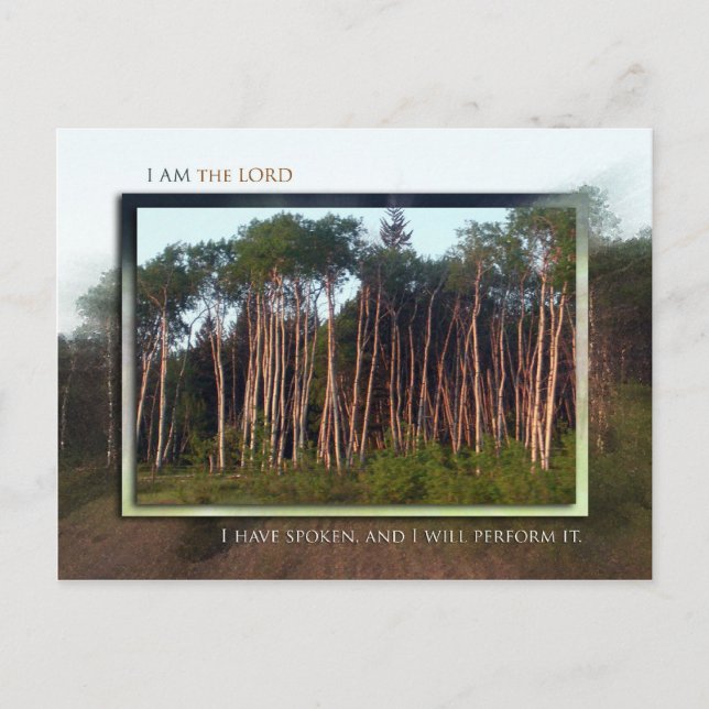 Carte Postale Arbres du champ (Devant)