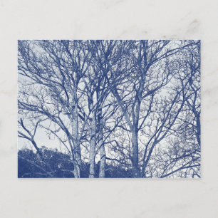 Carte Postale Arbres en hiver - Effet Cyanotype