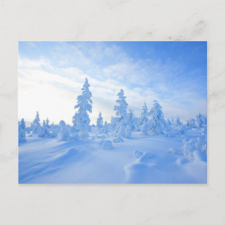 Carte Postale arbres enneigés en Laponie en Finlande